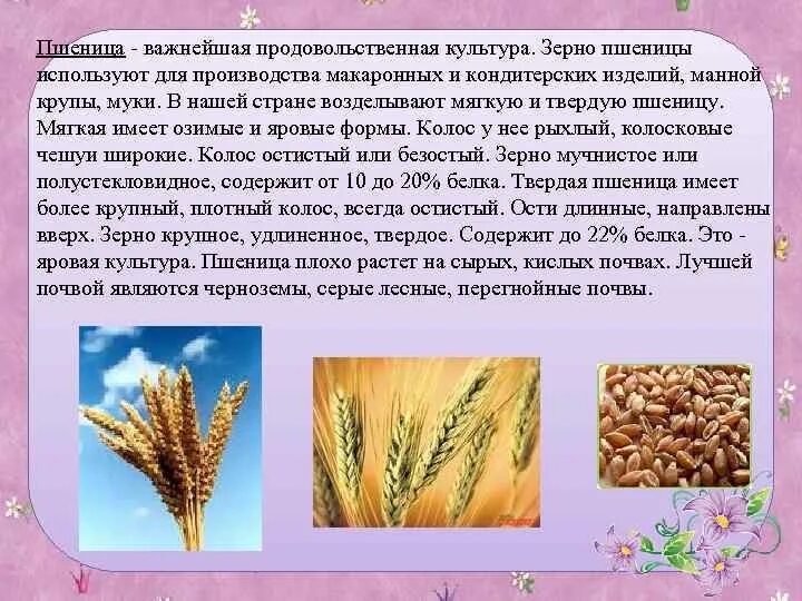 Сообщение о пшенице 3 класс. Пшеница информация. Пшеница доклад. Культурные растения пшеница. Зерновые культурные растения.