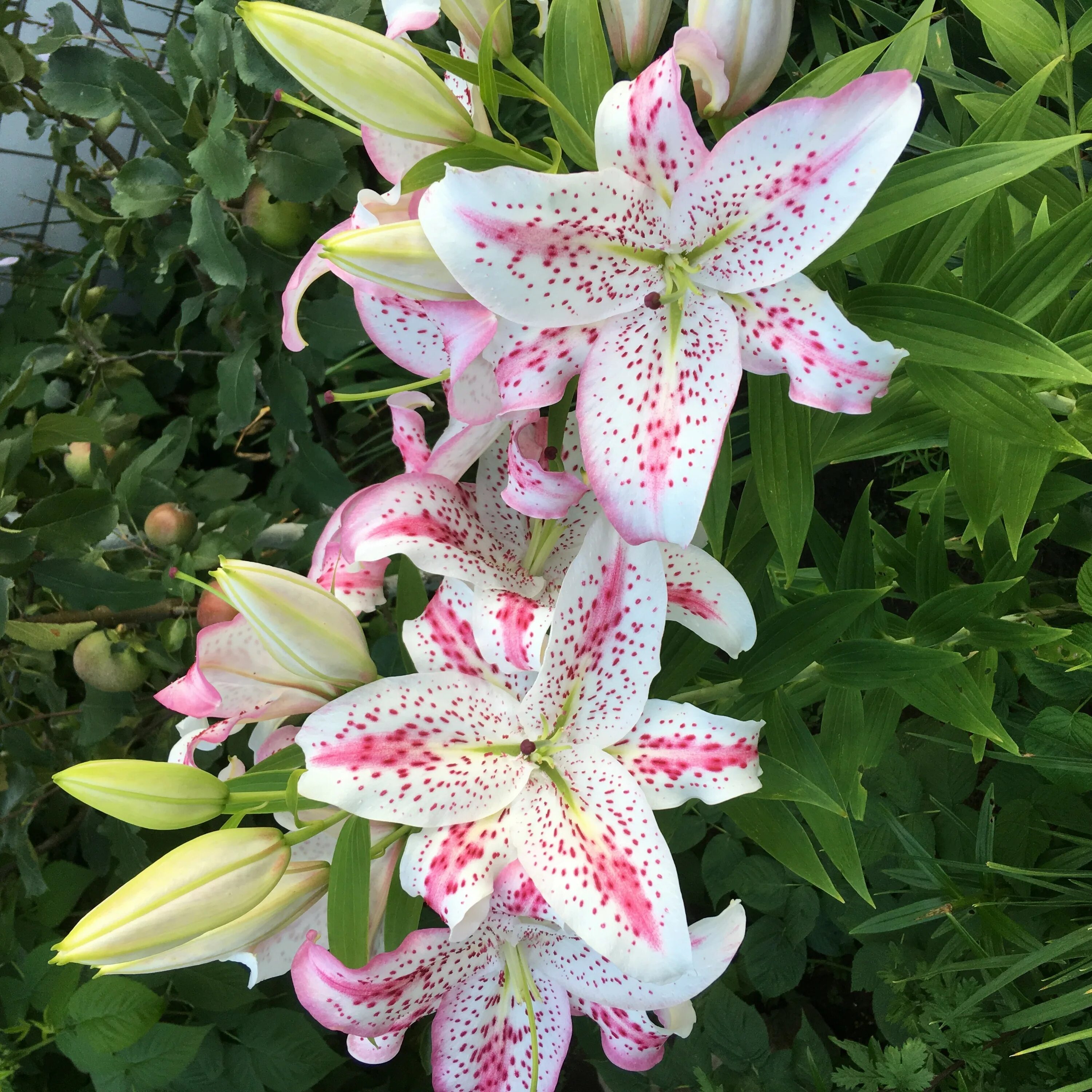 Лилия лилия мускадет. Лилия восточный гибрид muscadet. Лилии сорт мускадет. Лилия восточный гибрид muscadet. Лилия мускадет.