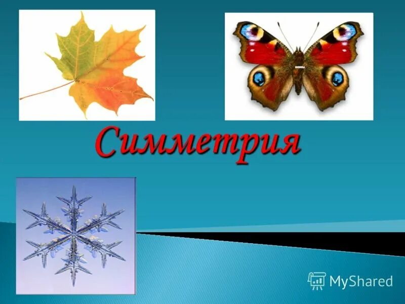 Проект 3 класс тема симметрия по математике Симметрия проект по математике