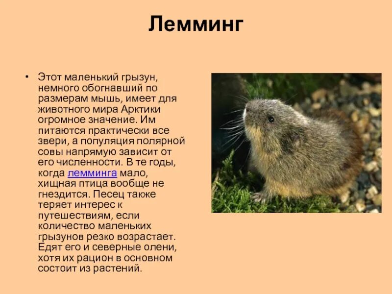 Лемминг сообщение для 4 класса окружающий. Лемминг краткое описание. лемминг доклад. сообщение о лемминге. рассказ о лемминге 4 класс.
