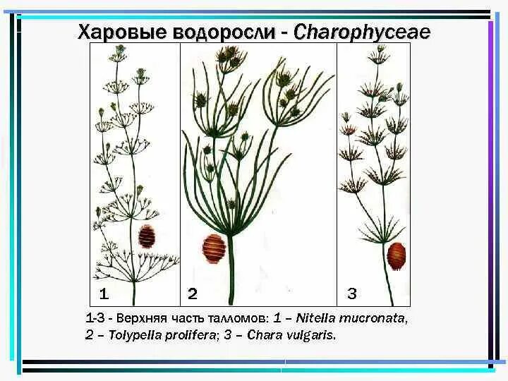 Нителла какая группа организмов