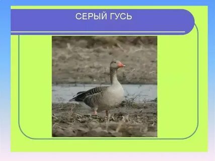 Презентация гусе
