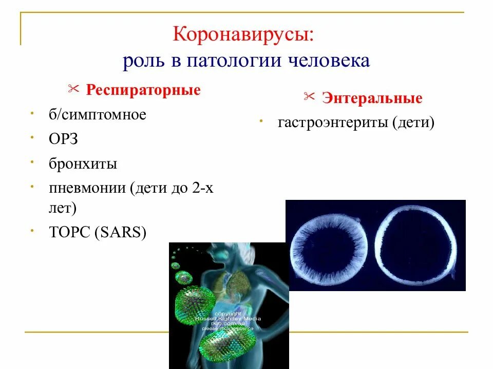 Призентациякоронавирус. Коронавирус презентация. Респираторный коронавирус. Темы для презентации с короной. Коронавирус является