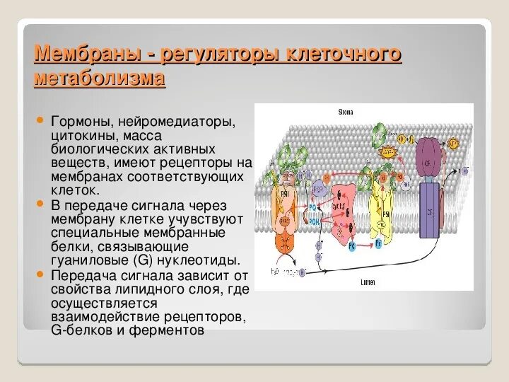 Биологические свойства клетки. Лабораторная работа свойства клеточных мембран. Свойства мембраны клетки. Какие факторы повреждают биомембраны клеток?. Ретикурные клетки функция.