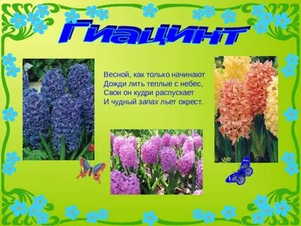 Гиацинт стихи