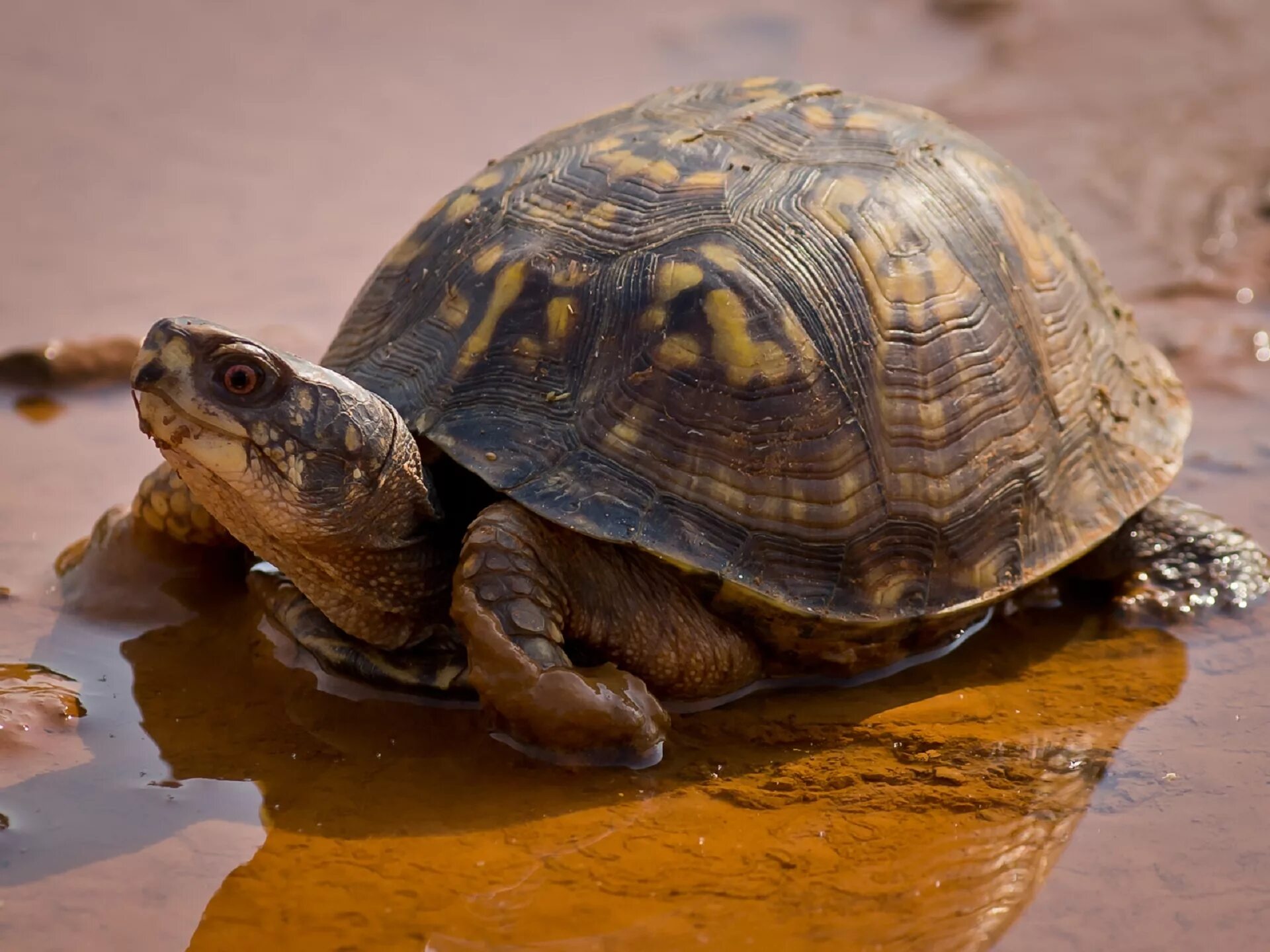 Черепахи в природе. Камберлендская черепаха. Черепаха пресмыкающееся. Батагур черепаха. Коричневая черепаха.