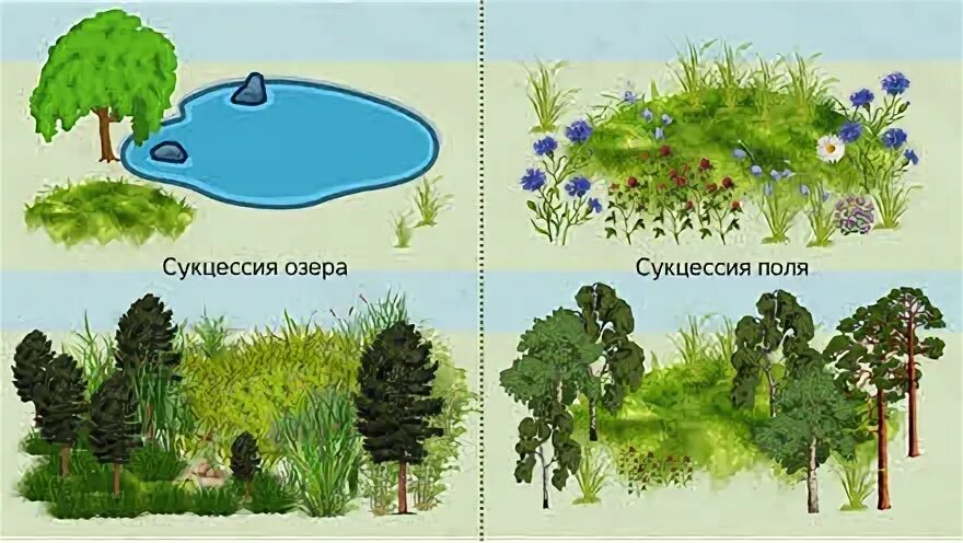 Смена одного биологического сообщества другим. Смена одного биологического сообщества другим