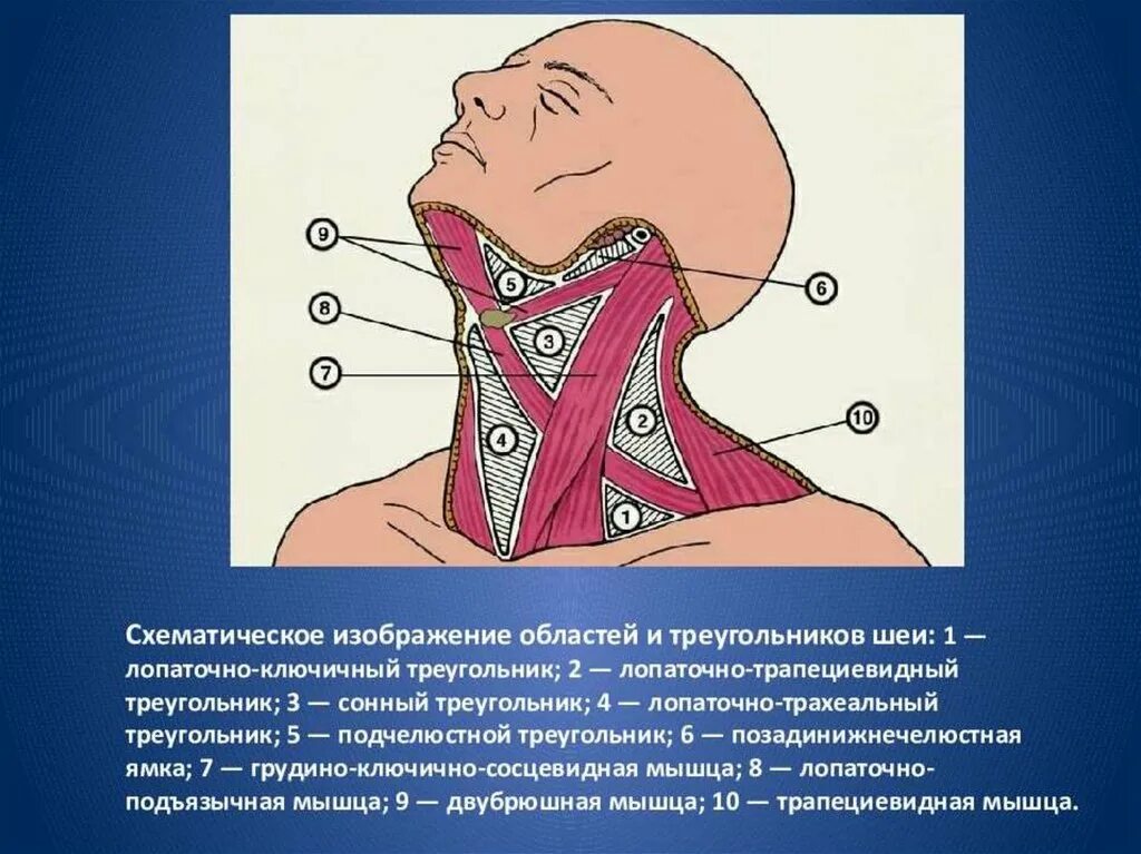 Топография шеи анатомия треугольники. Лопаточно ключичный треугольник шеи границы. Надключичный треугольник шеи. Мышечный лопаточно-трахеальный треугольник.