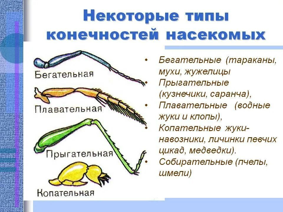 Бегательные типы конечностей насекомых. Типы ходильных конечностей насекомых. Строение конечностей насекомых таблица. Ходильные конечности насекомых строение и функции. Конечности пчелы и кузнечика ласты дельфина