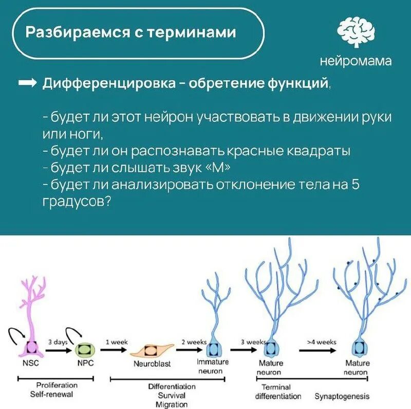Нейромама. Нейромама