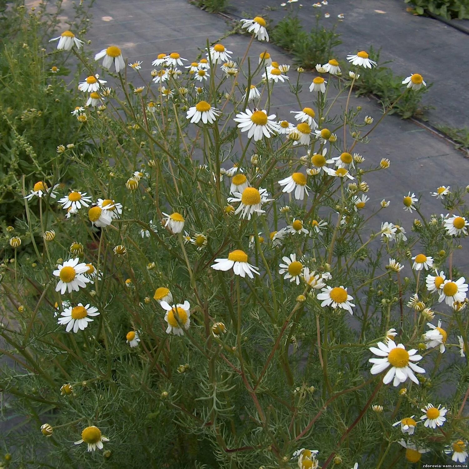 Ромашка аптечная бав. Лечебная ромашка сбор. Сбор ромашки. Сбор ромашки. Местопроростания ромашки.