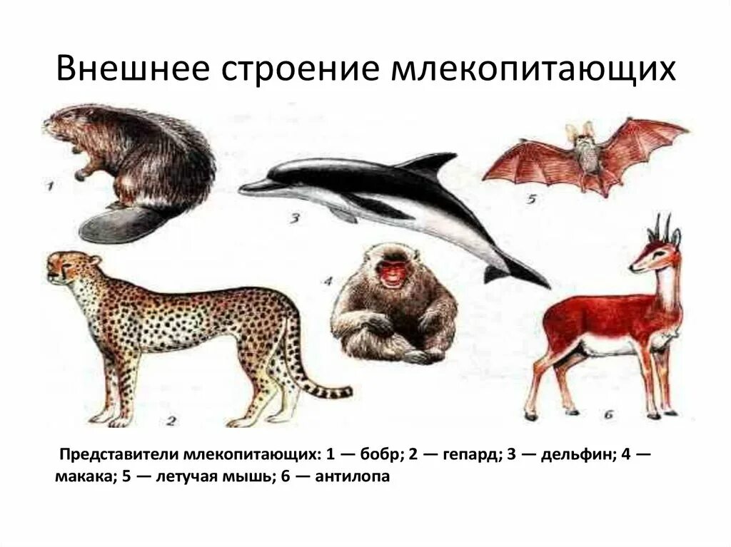 Представители высших млекопитающих