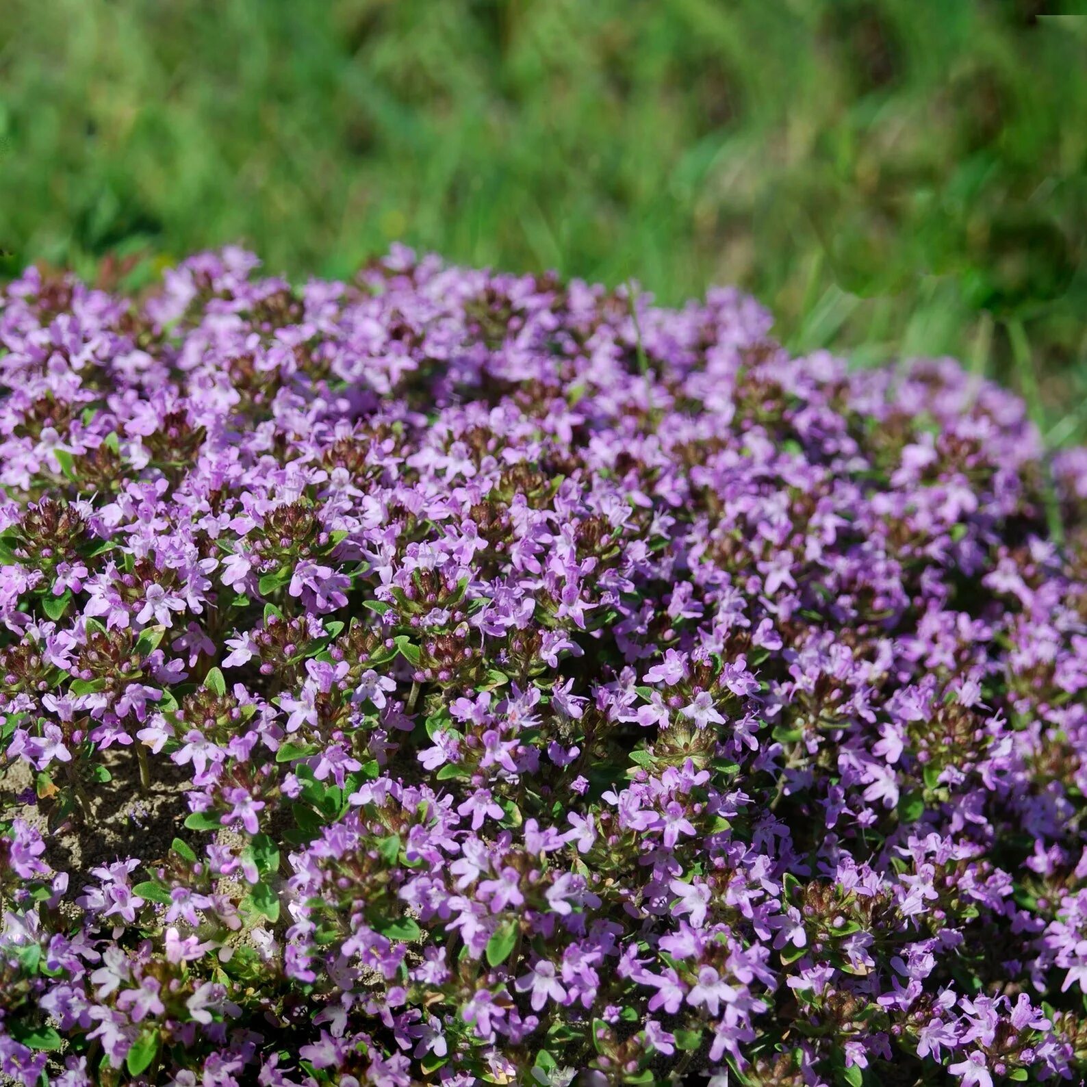 Тимьян картинки. Тимьян ползучий (thymus serpyllum). чабрец боровой. чабрец пигмей. тимьян (чабрец) ползучий (thymus serpyllum) альбус.