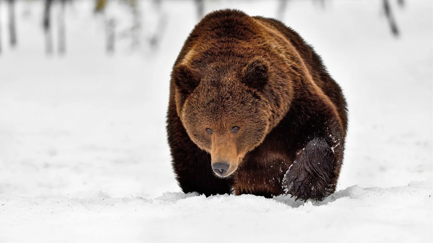 Бурый медведь зимой. Медведь зимой. Мишка бурый. Бурый медведь в снегу.