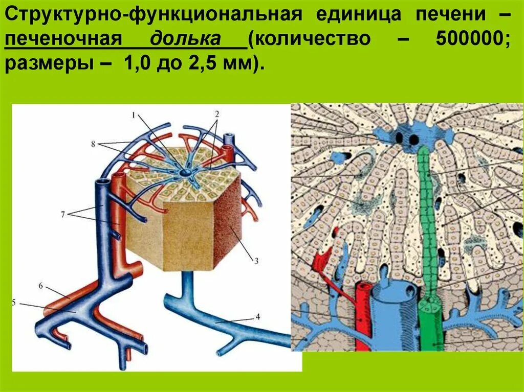 Структурно функциональная ед печени. Схема кровоснабжения печеночной дольки. Печеночная долька структурно функциональная единица. Структурно-функциональная единица печени схема.