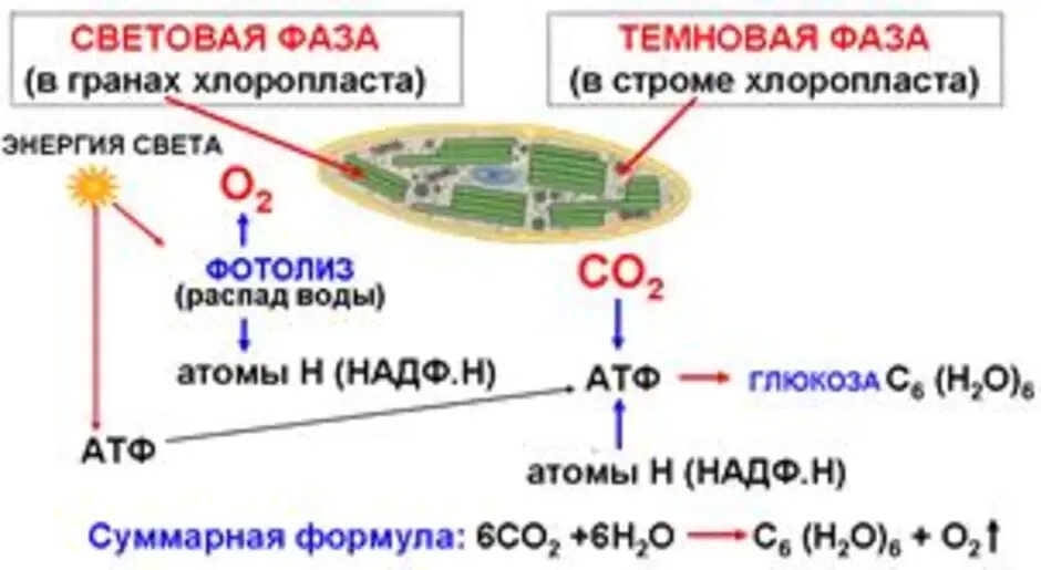 Происходит образование атф фаза. Схема реакции световой фазы фотосинтеза. Световая стадия фотосинтеза схема. Фотосинтез световая и темновая фазы 10 класс. Схема световой фазы фотосинтеза 10 класс.