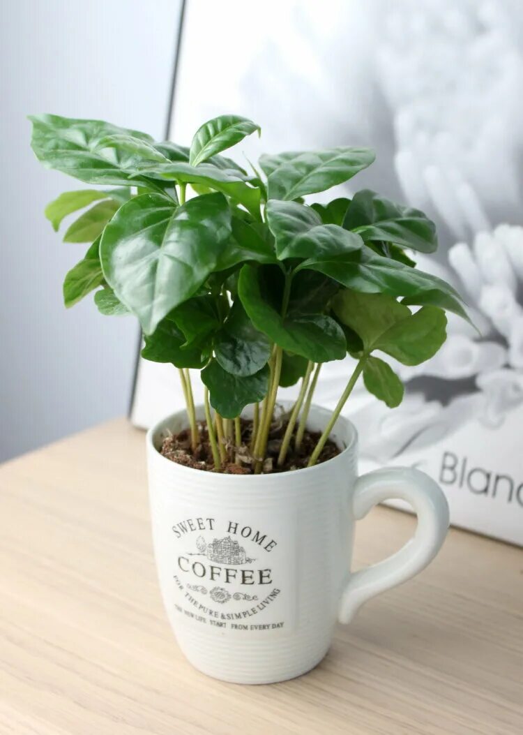 Цветок кофе арабика. Кофейное дерево арабика комнатное. Кофе arabica растение горшечное. Кофе арабика цветок комнатный. Кофейное дерево арабика.