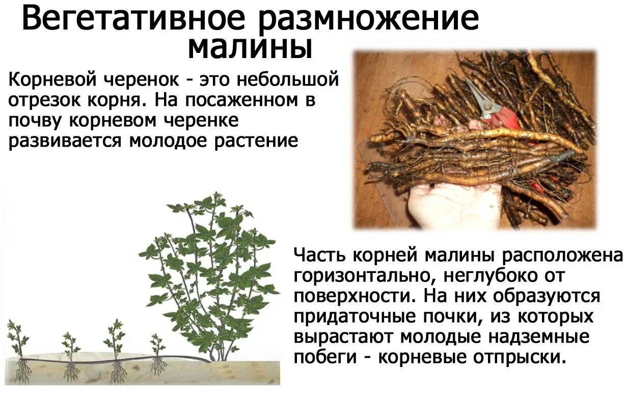 Способы размножения малины. Малина способ вегетативного размножения. размножение малины корневыми отводками. малина размножается вегетативно. размножение малины корневыми отпрысками.