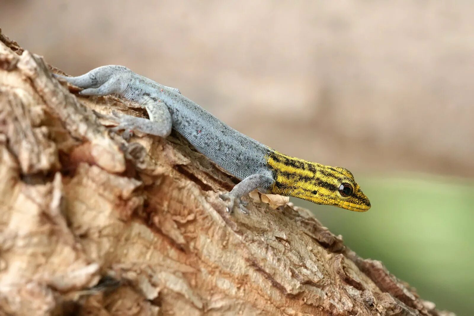 Желтоголовый карликовый геккон. Lygodactylus luteopicturatus. Цепкохвостый геккон. Ящерица прыткая (лат. Lacerta Agilis).