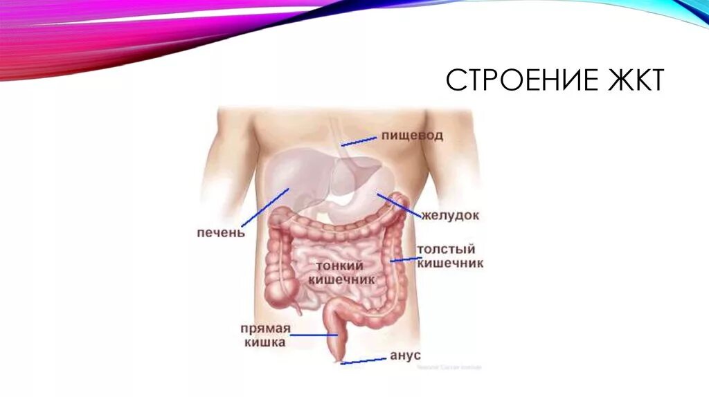 Пищевод печень толстая. Желудок и кишечник анатомия строение. Строение желудка и кишечника человека. Кишечный тракт человека анатомия. Структура верхнего этажа пищеварительного тракта.