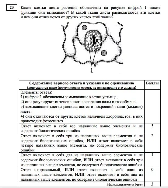 Какие функции выполняет клетка листа. Какие клетки растения обозначены на рисунке цифрой 1. вопросы из егэ по биологии. какие клетки листа растения обозначены на рисунке цифрой 1 какие. какие клетки листа растения обозначен на рисунке.