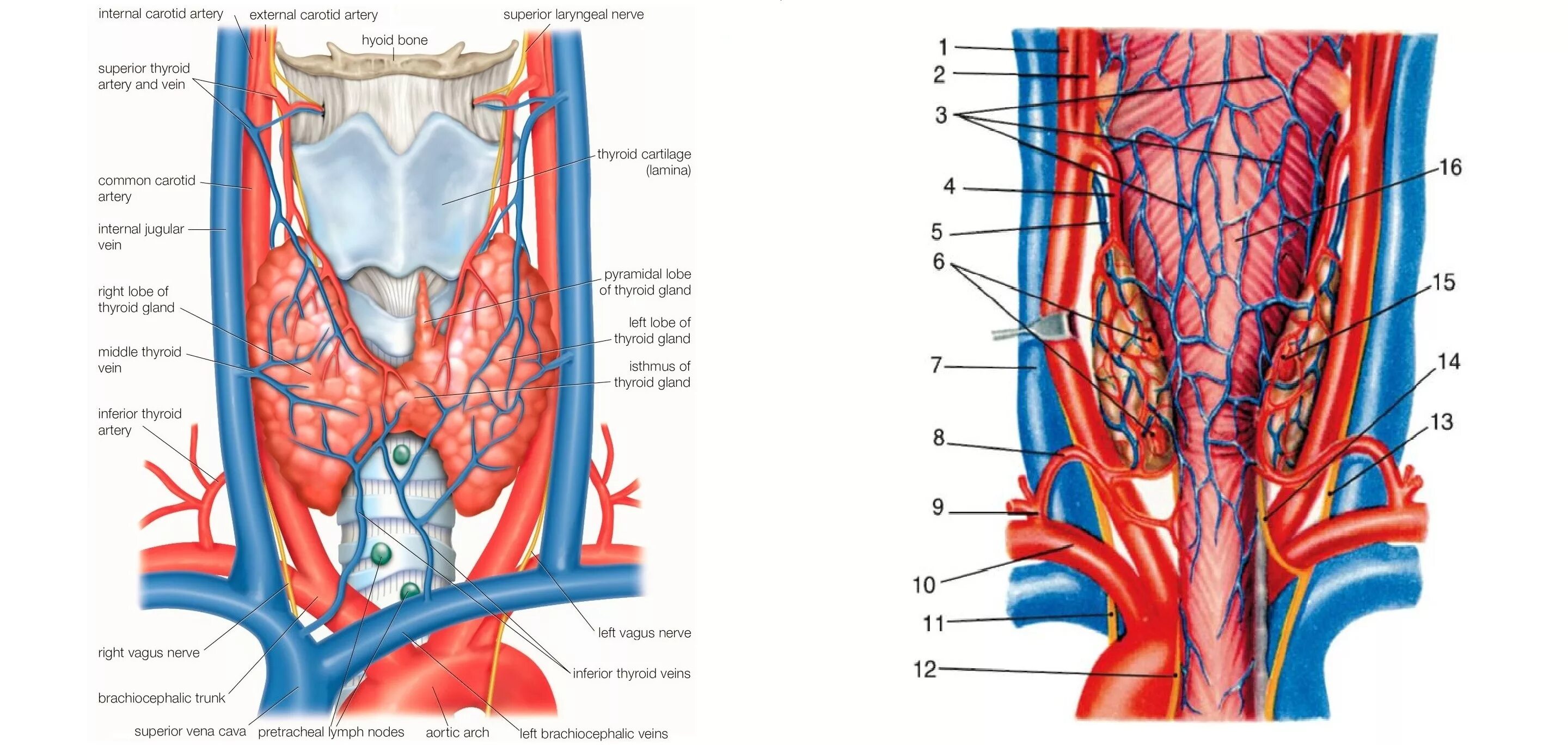 A. thyroidea Superior верхняя щитовидная артерия. Щитовидная железа кровоснабжение и иннервация. Кровоснабжение щитовидной железы анатомия. Венозное кровоснабжение щитовидной железы. Артерии щитовидной железы