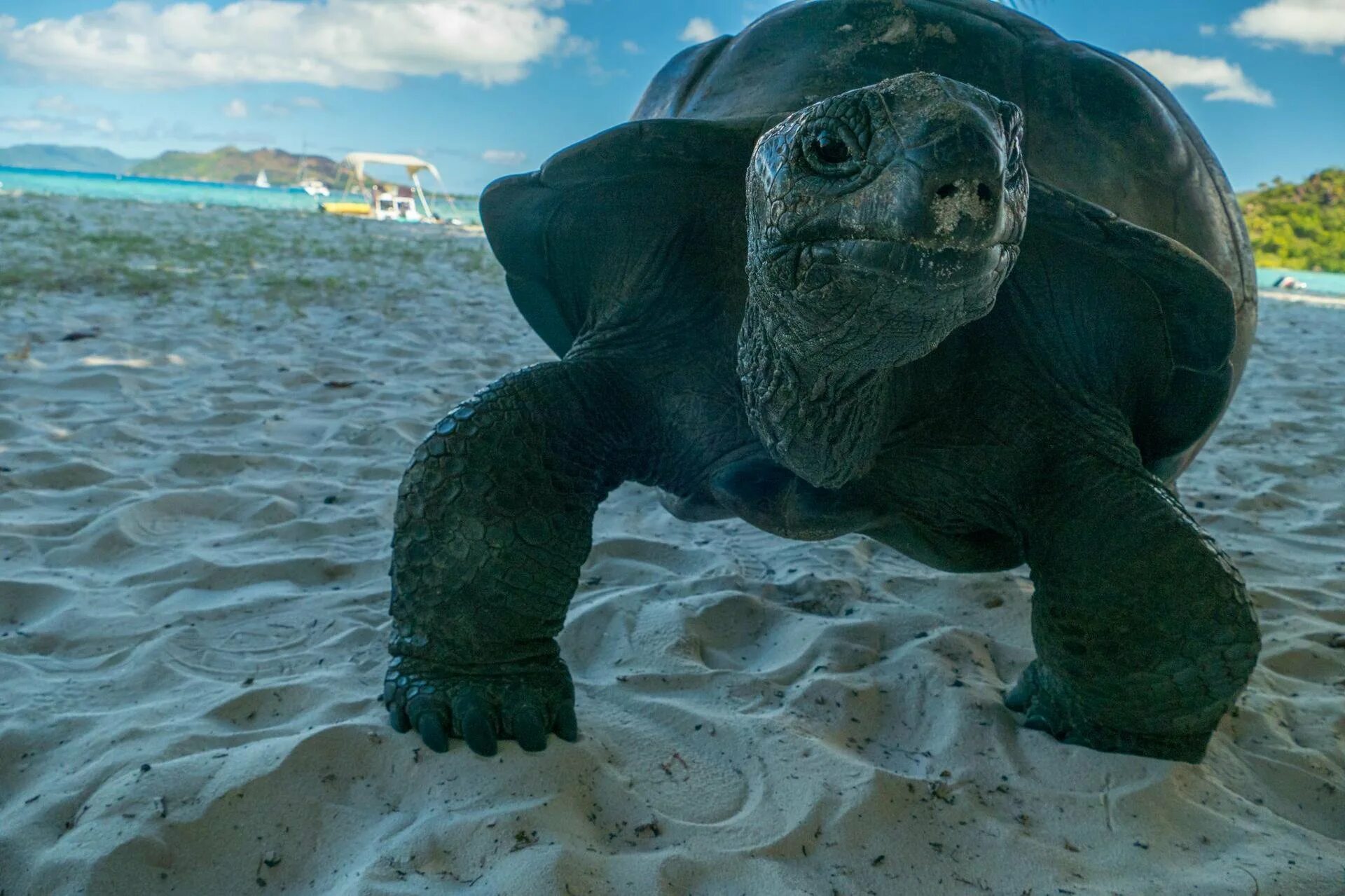 Turtle отзывы. Черепахи. Черепаха и остров. Маврикий черепахи. Острова похожие на черепах.