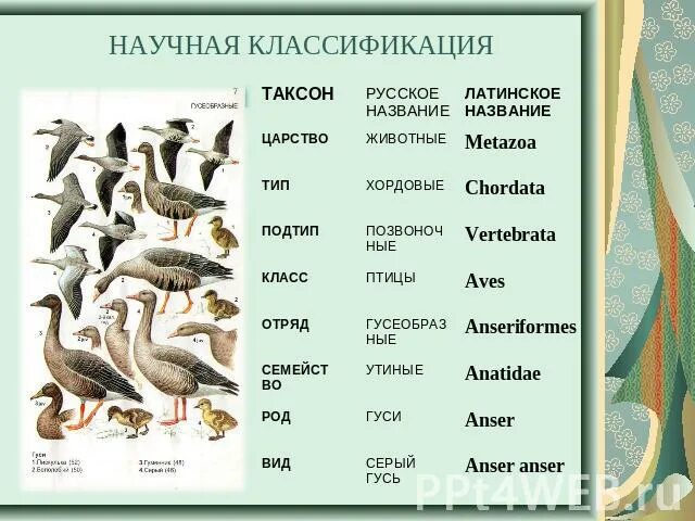 Птицы какой тип животных. Систематические таксоны птиц. классификация животных птицы. классификация животных на латыни. систематика животных птицы.