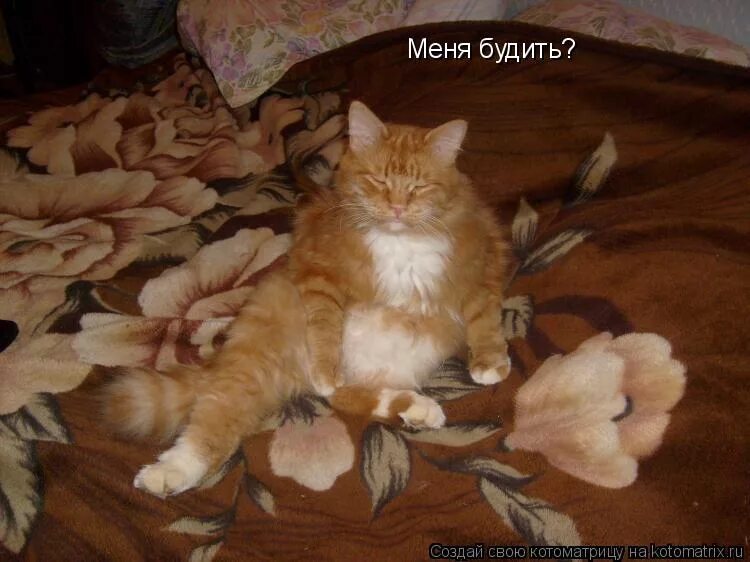 Меня будить видео. Меня разбудили картинки. Меня будить фото. Если ты сильно устал возьми и сильно отдохни картинки. Мультик меня будить?.