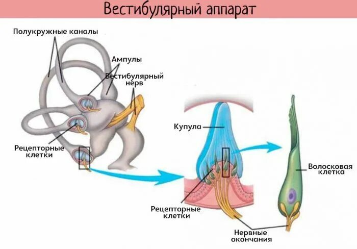 5 строение канала. Строение полукружных каналов вестибулярного аппарата. строение вестибулярного рецептора. строение рецепторного аппарата вестибулярного анализатора. вестибулярный аппарат отолитовый аппарат.