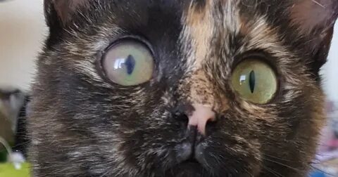 Плохие глаза у кота