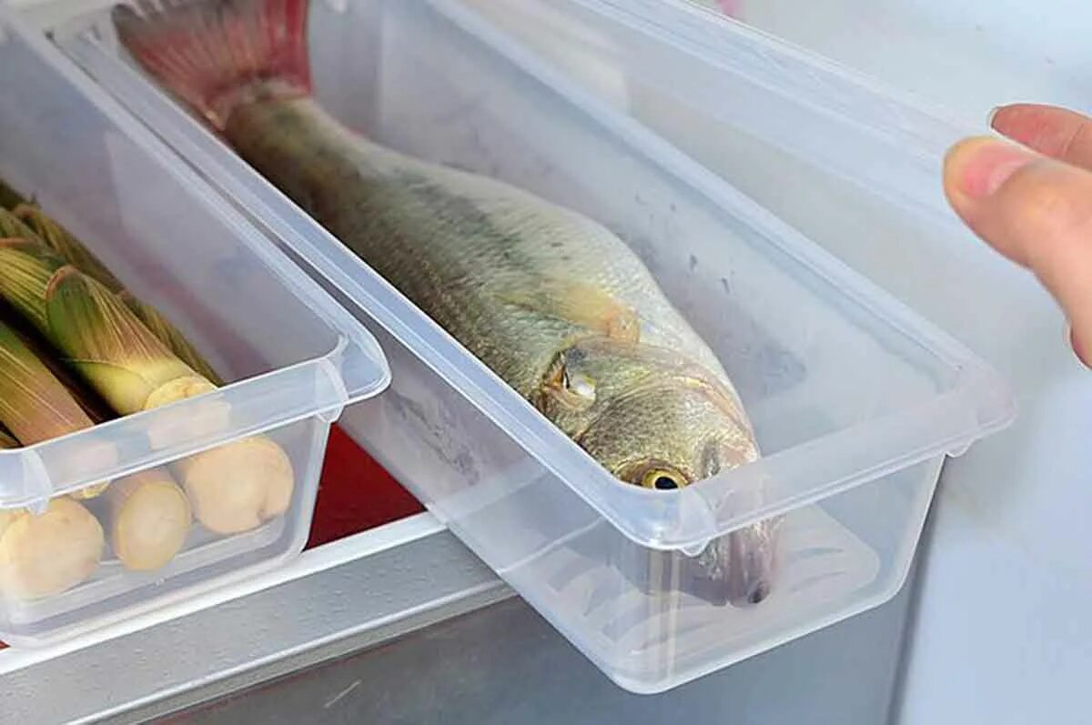 Рыба без холодильника сколько. Осетр в холодильнике. Рыба из холодильника. Мороженая рыба в холодильнике. Хранение замороженной рыбы.