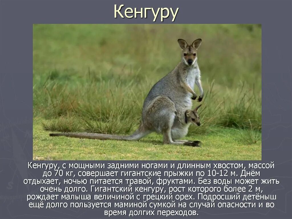 Исполинский кенгуру тип развития. У кенгуру длинный хвост. Кенгуру Размеры. Рост кенгуру. Гигантский кенгуру рост.