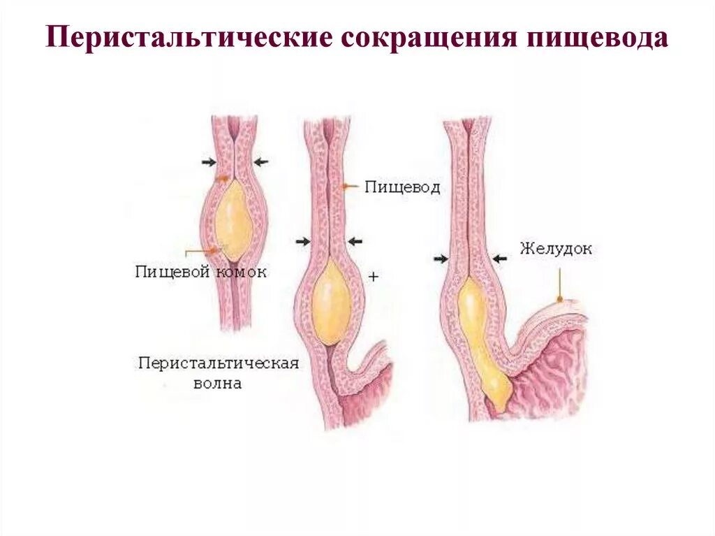 Перистальтические сокращения пищевода. Продвижение пищи по пищеводу. Перистальтические волны пищевода.