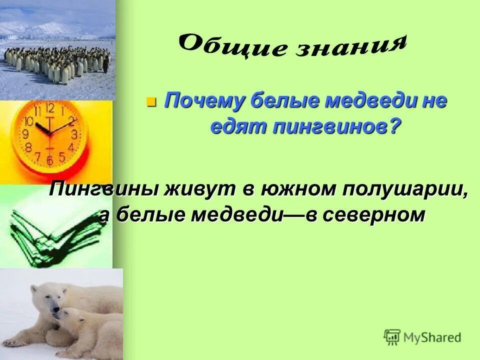 Почему белые медведи не едят пингвинов загадка. Почему белые медведи не едят пингвинов загадка. Почему белые медведи не едят пингвинов загадка. Почему белые медведи не едят пингвинов загадка. Белый медведь ест пингвина.