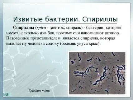 Где находятся бактерии