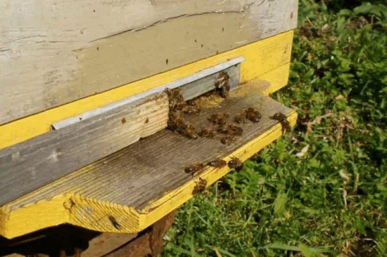 Леток для пчел. Леток для пчел своими руками. Прилетки для ульев.