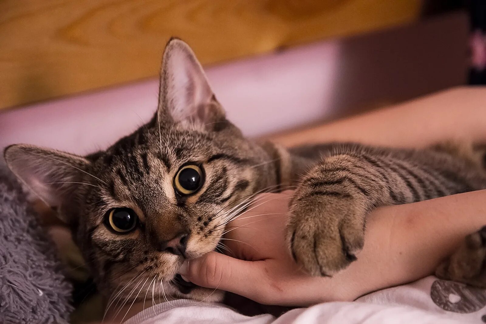 Почему кот кусает без причины. Котенок кусает. кусачий котенок. кот кусает руку. котёнок кусается и царапается.
