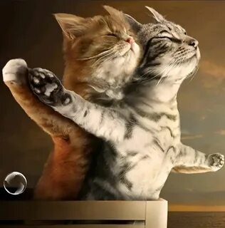 Titanic cat