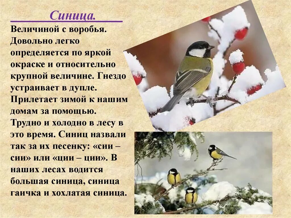 Роль синицы