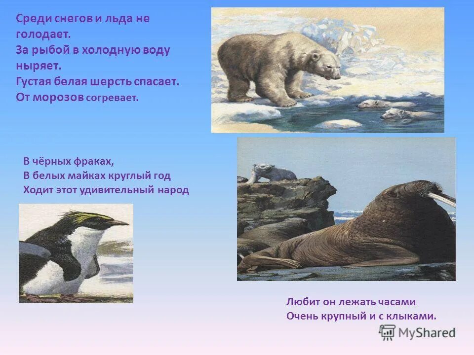 Интересные факты о животных жарких стран. Самая интересная информация о гепарде. Рассказ о животных холодных районов. Ягуар в сельве. Сообщение флоры и фауны.