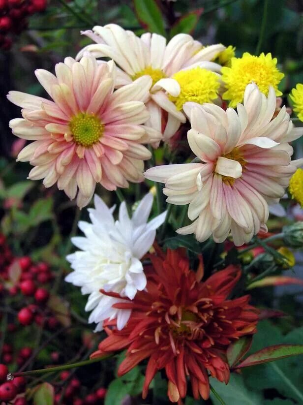 Mums flowers. Хризантема Allouise White. Хризантема Allouise Pink. Хризантема Dendranthema 'Duchess of Edinburgh. Хризантема Харди мамс.