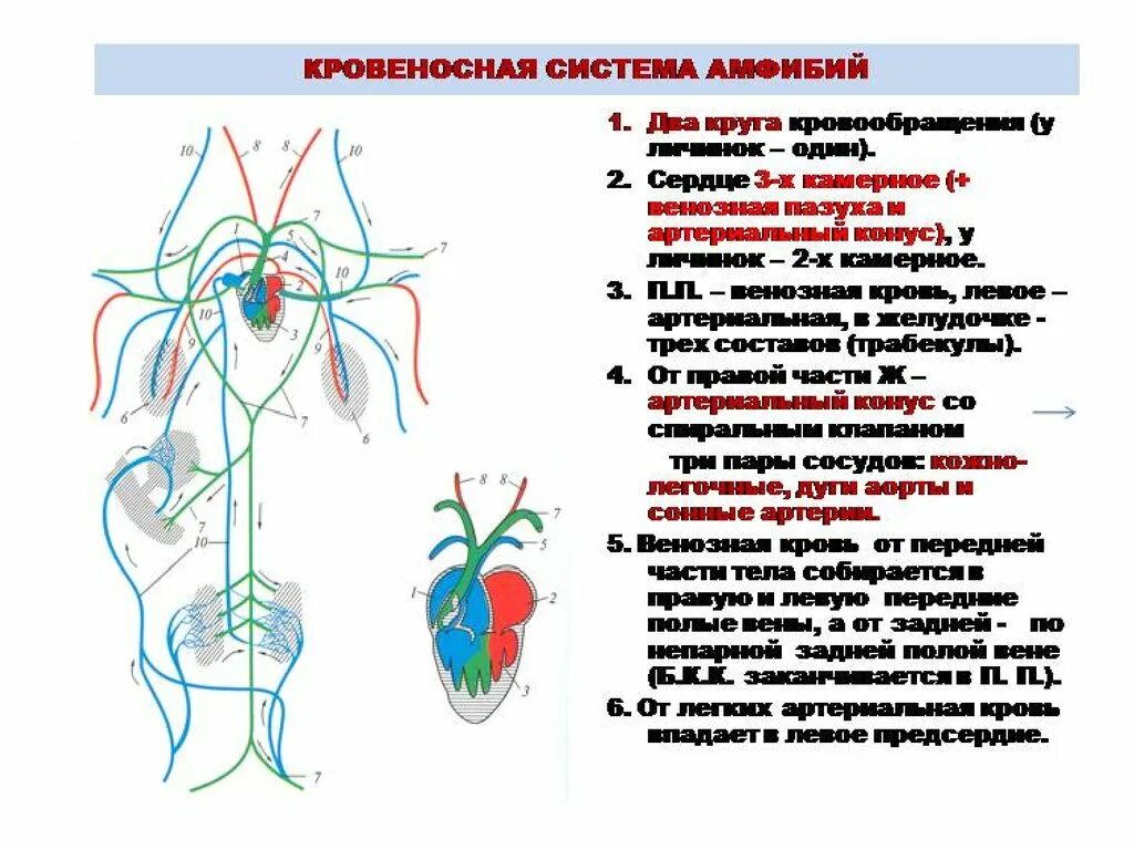 Кровеносная система амфибий схема. Кровеносная система земноводных схема. Круги кровообращения лягушки схема. Строение кровеносной системы амфибий схема. Сердце амфибий круги кровообращения