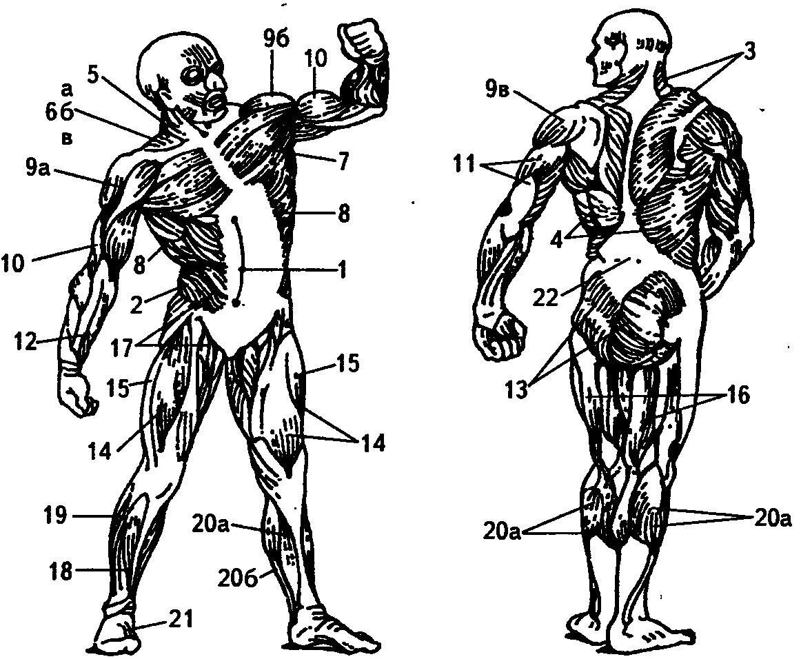 Основные мышцы для развития. Мышцы человека. Основные мышцы человека. Мышцы человека схема. Мышцы человека рисунок.