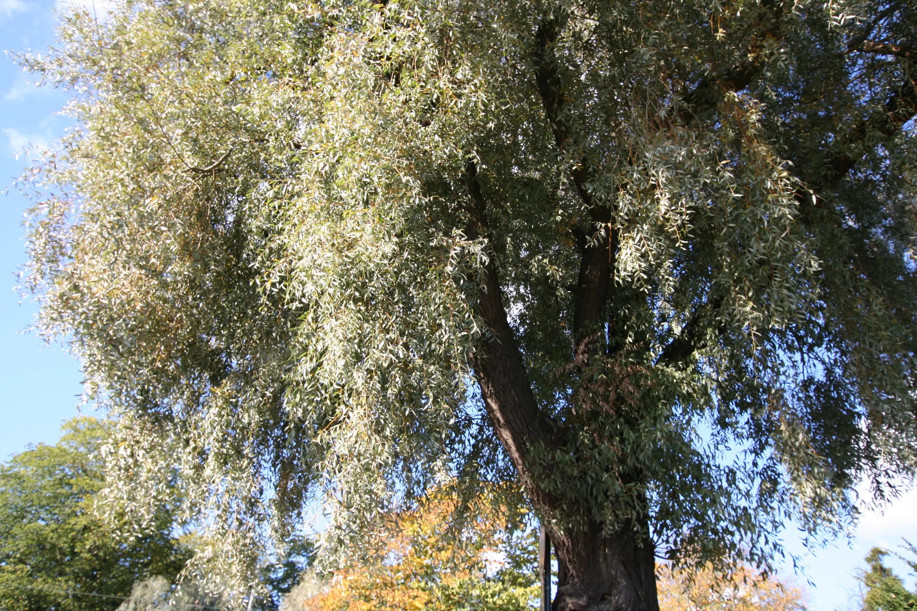 Ива ветла. Ветла по другому 7. Ветла по другому 7. Ива белая (salix alba). Ива белая серебристая salix alba.