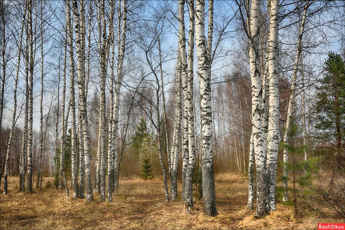 Родные перелески. Березовые перелески. Береза весной. Березовый перелесок.