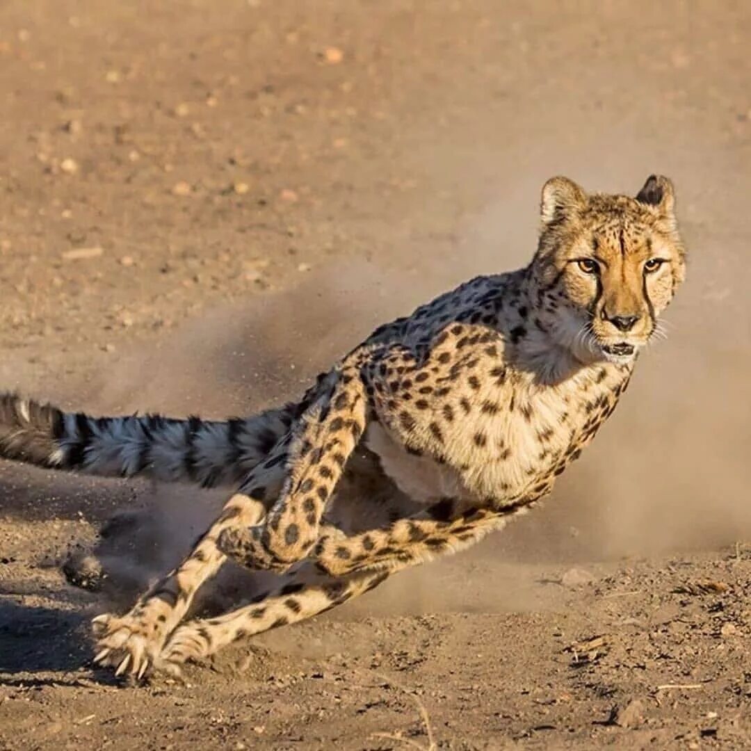 Leopards run runs fast