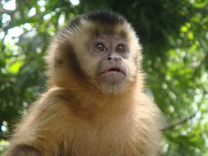 Small monkey