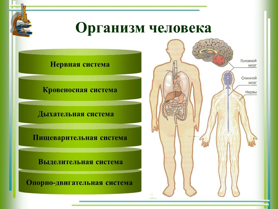 Частью каких систем является человек. Окружающий мир 3 кл органы человека.система органов. Системы организма человека 3 класс. Организм человека система органов 3 класс окружающий мир. Системы органов человека 3 класс окружающий мир таблица.