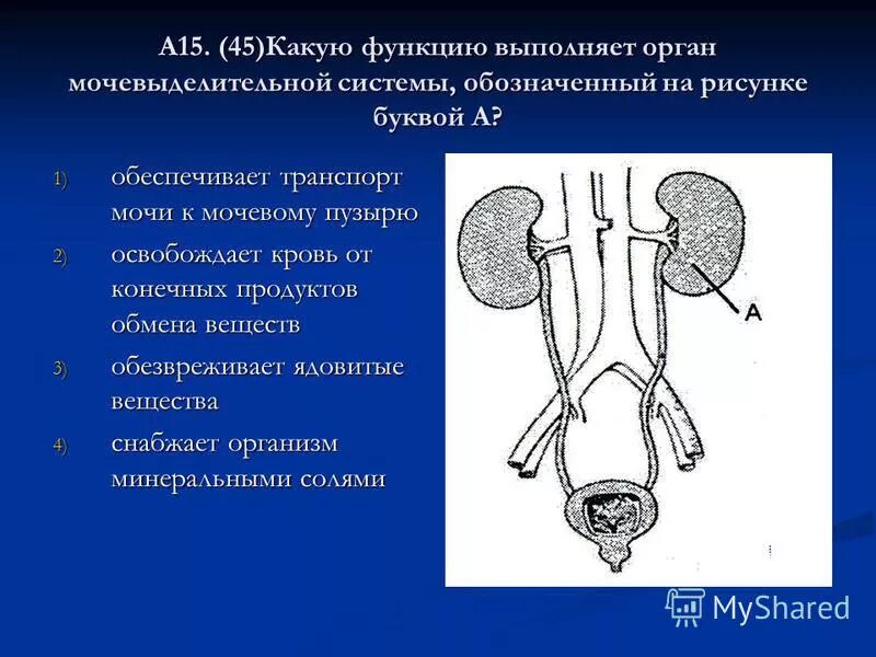 Орган выполняющий функцию сокращения